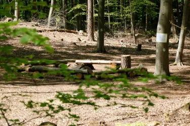 Ein ruhiger Wald mit einem Sitzkreis aus Baumstämmen. Die Umgebung ist grün und natürlich, ideal für einen Ausblick in die Natur.