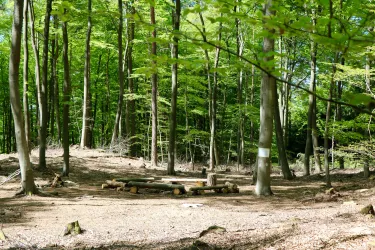 Ein ruhiger Wald mit hohen Bäumen und frischem, grünem Laub. In der Mitte befindet sich ein Platz mit Holzstämmen, der für Versammlungen genutzt werden kann.