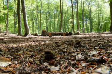Ein ruhiger Wald mit hohen Bäumen und einem natürlichen Boden voller Laub. Im Hintergrund sind umgestürzte Baumstämme zu sehen.