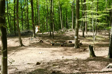 Ein ruhiger Wald mit hohen Bäumen und einem klaren Himmel. Im Vordergrund befindet sich ein Lagerplatz mit Holzstämmen.