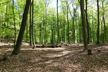 Ein ruhiger Wald mit hohen Bäumen und frischem, grünem Laub. Im Hintergrund ist eine lichtung mit wenigen Holzresten zu sehen.