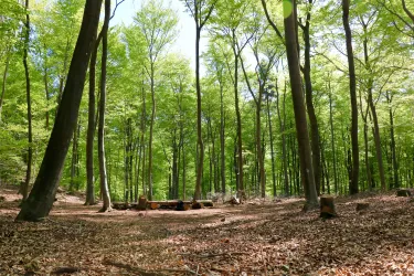 Ein ruhiger Wald mit grünen Bäumen und hellem Licht. In der Mitte sind einige Baumstümpfe zu sehen.