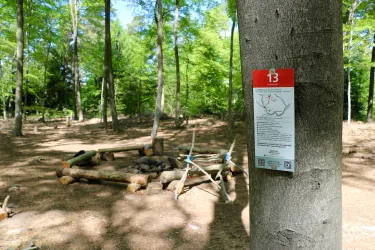 Ein klarer Wald mit frischem Grün und einem Lagerplatz aus Holzscheiten ist sichtbar. An einem Baum hängt ein Informationsschild mit der Nummer 13.