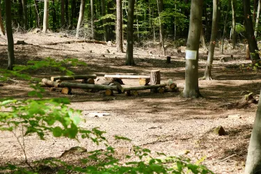 Ein klarer Bereich im Wald mit einem Ring aus Holzstämmen. Umgeben von Bäumen und Laub, bietet dieser Ort eine ruhige Atmosphäre.