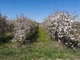 Apfelbaumblüte (© N. Arnold)