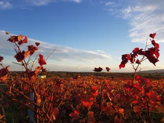 Weinberge im Herbst (© Karin Josy)