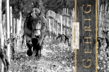 Layout Weingut Gehrig (© Weingut Gehrig)