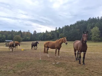 Eine Gruppe von Pferden steht auf einer Wiese vor einem Wald. Der Himmel ist bewölkt und die Umgebung wirkt ruhig.