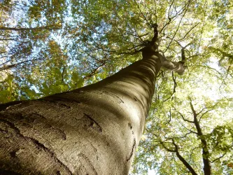 Ein hoher Baum, von unten nach oben fotografiert. Die Blätter leuchten im Sonnenlicht durch den klaren Himmel.