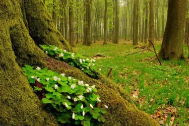 Ein ruhiger Wald mit hohen Bäumen und grünem Moos. Im Vordergrund wachsen kleine weiße Blumen und grüne Pflanzen am Baumstamm.
