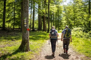 Zwei Wanderer gehen auf einem Waldweg. Umgeben von grünen Bäumen und sonnigem Wetter.