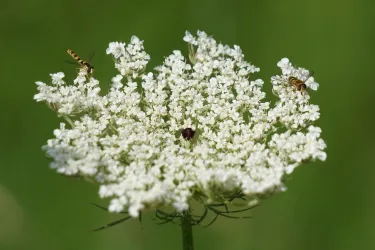 Eine Blume mit vielen kleinen weißen Blüten auf grünem Hintergrund. Zwei Insekten sitzen auf der Blüte.