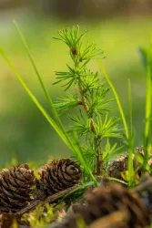 Ein kleiner, grüner Baum mit dünnen Nadeln wächst zwischen Tannenzapfen. Im Hintergrund sind unscharfe Gräser und Pflanzen zu sehen.