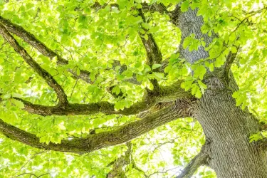 Ein großer Baum mit kräftigen Ästen und leuchtend grünen Blättern. Das Licht scheint durch die Blätter und schafft eine helle, einladende Atmosphäre.