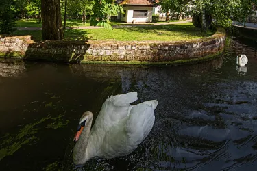 Karlstal Schwäne (© Tourist-Info VG Landstuhl/Kröher)