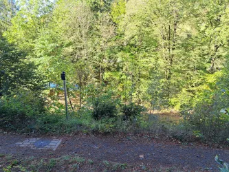 Eine ruhige Waldlandschaft mit üppigem Grün und hohem Laub. Im Hintergrund sind einige Bäume und ein schmaler Weg sichtbar.