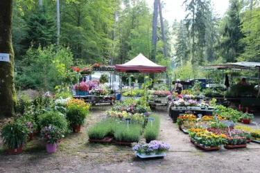 Kräutermarkt I (© Sonja Spieß)