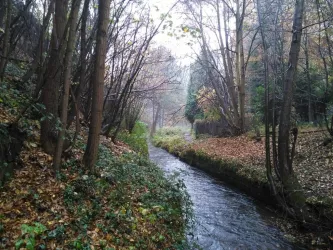 Bachlauf - Hochspeyerbach