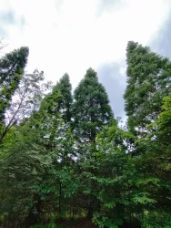 Hohe, grüne Bäume umgeben von dichtem Grün. Der Himmel ist bewölkt und die Atmosphäre wirkt ruhig.