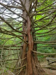 Ein großer Baum mit vielen Ästen, der in einem Wald steht. Die Umgebung ist grün und naturbelassen.