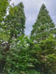 Hohe Tannenbäume umgeben von üppigem Grün. Der Himmel ist bewölkt und verleiht der Szene eine ruhige Stimmung.