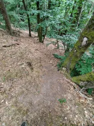 Ein schmaler, erdiger Pfad führt durch einen Wald mit dichtem, grünem Laub. Die Umgebung ist ruhig und naturbelassen.