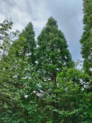 Drei große Nadelbäume stehen zwischen viel grünem Laub. Der Himmel ist bewölkt und sorgt für eine ruhige Atmosphäre.