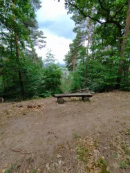 Eine ruhige Waldlandschaft mit dichtem Grün und einem Blick auf die Bäume. Eine einfache Holzbank lädt zum Verweilen ein.