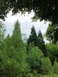 Ein grüner Wald mit verschiedenen Baumsorten. Der Himmel ist bewölkt und man sieht viele Blätter.