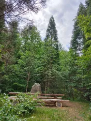 Ein ruhiger Wald mit hohen Bäumen und viel grünem Laub. Eine Holzbank und ein großer Stein sind in der Mitte der Szene zu sehen.