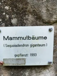 Ein Schild mit der Aufschrift "Mammutbäume" und Informationen über die Pflanzenart. Das Schild zeigt das Jahr 1993, in dem die Bäume gepflanzt wurden.