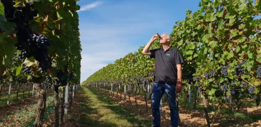 Weinberg (© Weingut Bourdy)