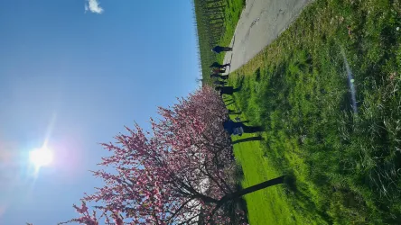 Mandelblüte