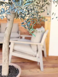 Olivenbaum Detail Innenhof