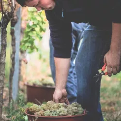 Weingut Josef Wörner - Weinlese (© Weingut Josef Wörner)