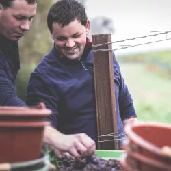 Weingut Josef Wörner - Arbeit im Weinberg (© Weingut Josef Wörner)