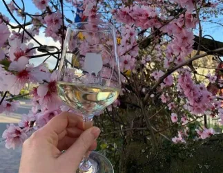 Ein Glas Wein wird von einer Hand gehalten, während im Hintergrund Kirschblüten blühen. Der Himmel ist blau und die Szene strahlt Frühlingsstimmung aus.
