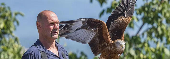 Adler bei der Flugshow