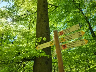 Ein Wegweiser im Wald mit mehreren Richtungen und Entfernungen. Umgeben von frischem, grünem Laub.