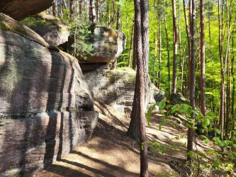 Eine malerische Waldlandschaft mit hohen Bäumen und beeindruckenden Felsen. Das Sonnenlicht fällt sanft auf den Boden und schafft eine ruhige Atmosphäre.