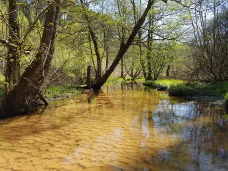 Rodalb beim Rastplatz Hirschbrunnen