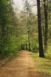 Waldweg