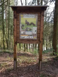 Infotafel Eichhörnchen