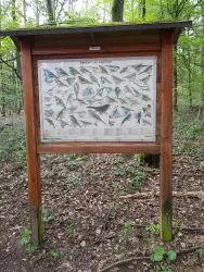 Infotafel Singvögel