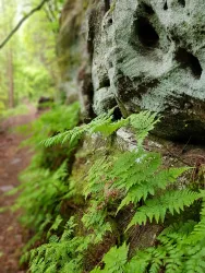 Farn am Felsenwanderweg