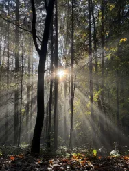 Sonnenstrahlen zwischen Bäumen