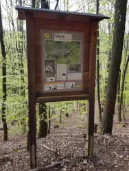 Infotafel Dachs