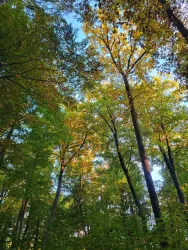 Wald an der Kuhfelsentour