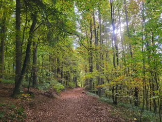 Kuhfelsentour beim Waldlehrpfad