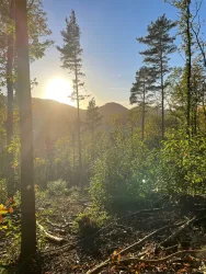 Eine sonnige Waldlandschaft mit hohen Bäumen und sanften Hügeln im Hintergrund. Die Sonne scheint durch die Bäume und sorgt für eine goldene Stimmung.